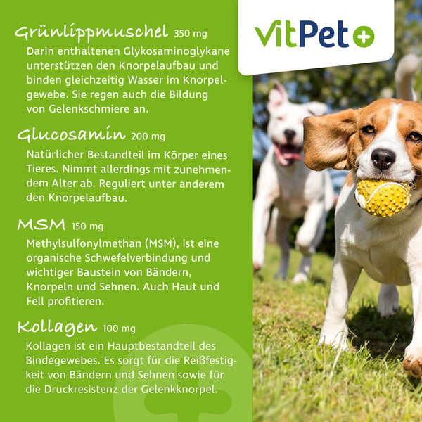 GelenkVit für Hunde – Gelenktabletten mit Grünlippmuschel – 100 Tabletten
